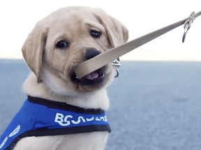 Ryp the guide dog in training was introduced by the Vancouver Canucks in 2022.
